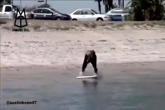 Utiliser le sillage d’un bateau pour surfer