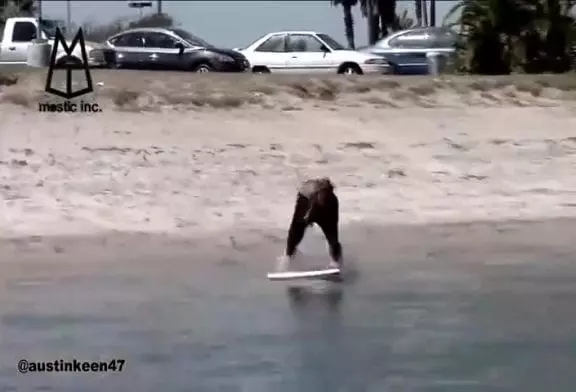 Utiliser le sillage d’un bateau pour surfer