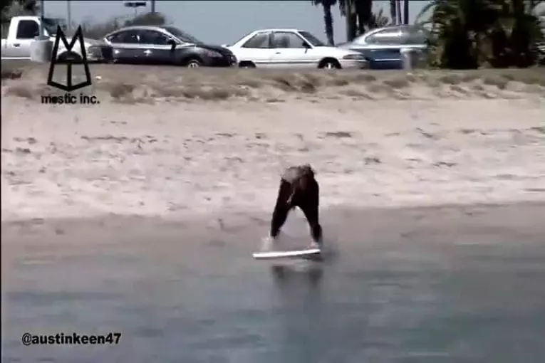 Utiliser le sillage d’un bateau pour surfer