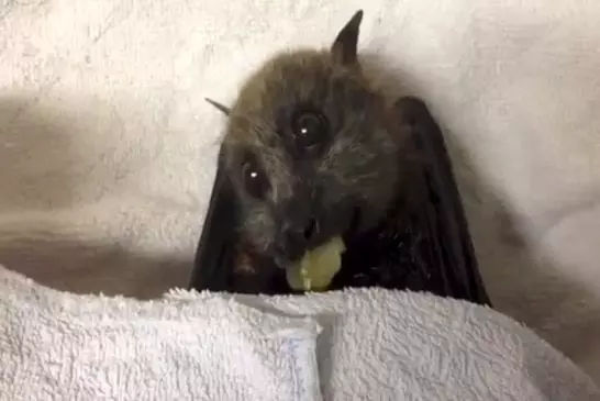Chauve-souris-Fox mange des raisins