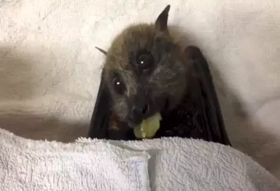 Chauve-souris-Fox mange des raisins