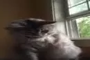Chat essaie d’utiliser jambe manquante tout en jouant