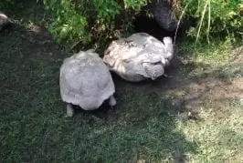 Un amour de tortue