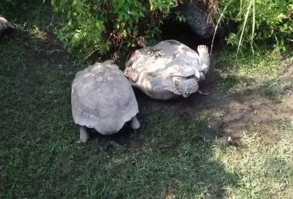 Un amour de tortue