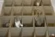 Une famille de chatons jouent dans des boites