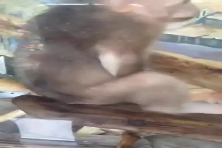 Un petit singe qui n’a besoin de personne