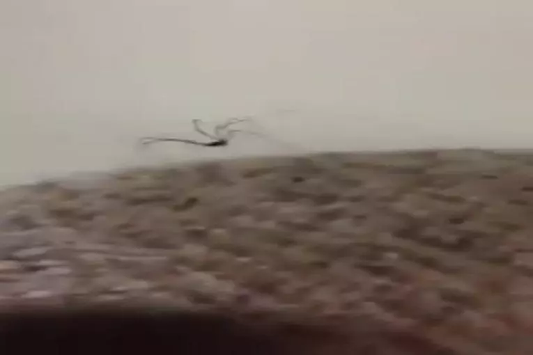 Une arraignée qui a le rythme dans la peau