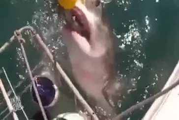 Terrible attaque de requin