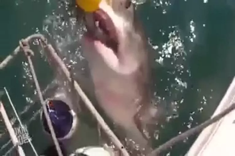 Terrible attaque de requin