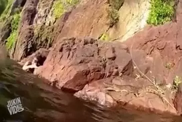 Un caimen saute sur un plongeur