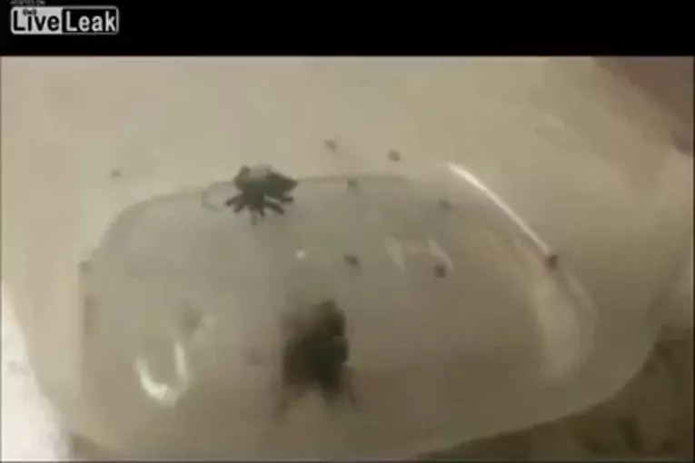 Araignée se fait attaquer par un scorpion