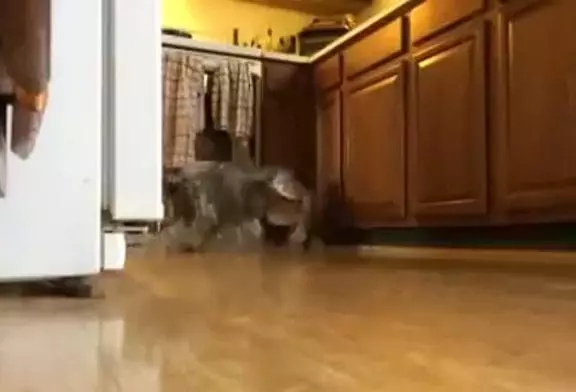 Video Humour Fail Insolite Délire 072