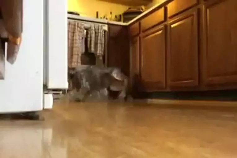 Video Humour Fail Insolite Délire 072