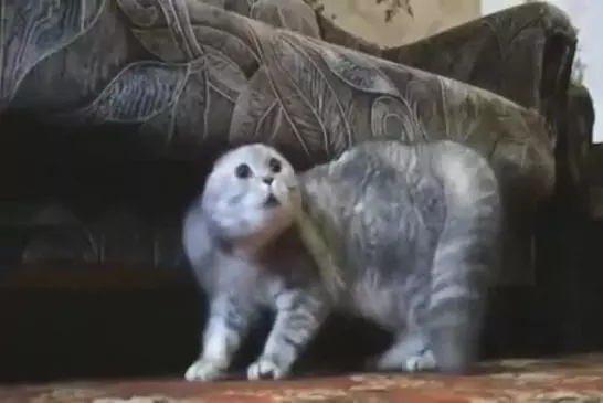 Video Humour Fail Insolite Délire 090