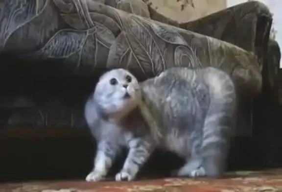 Video Humour Fail Insolite Délire 090