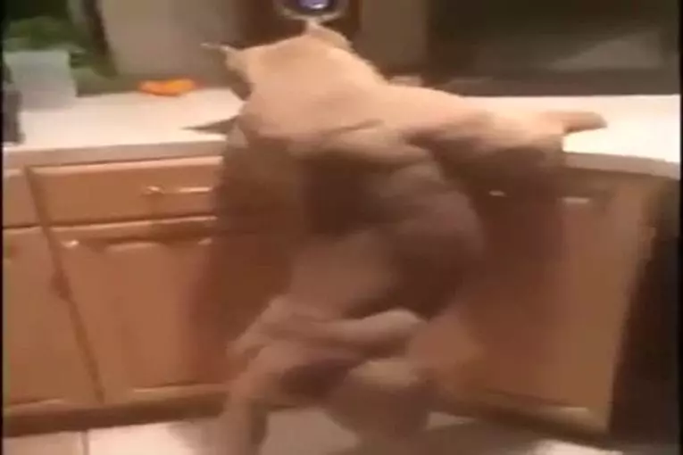Video Humour Fail Insolite Délire 095