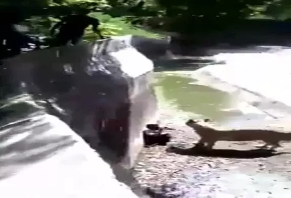 Video Humour Fail Insolite Délire 139