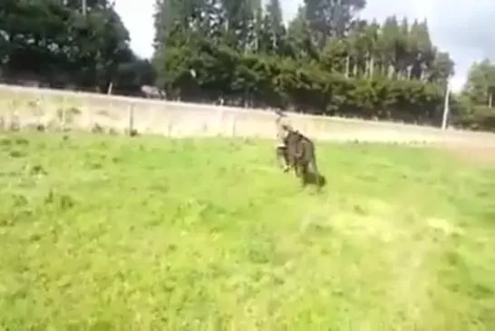 Video Humour Fail Insolite Délire 160