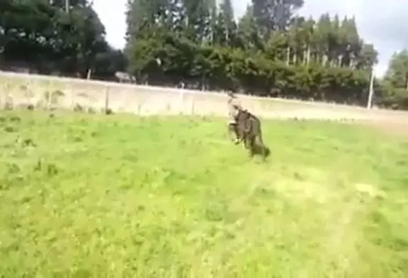 Video Humour Fail Insolite Délire 160