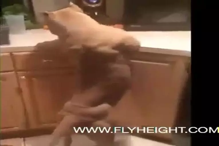 Video Humour Fail Insolite Délire 177