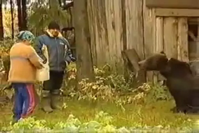 Un ours domestique en Russie
