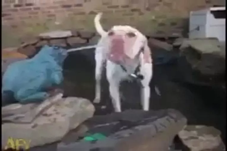Compilation de chiens insolites