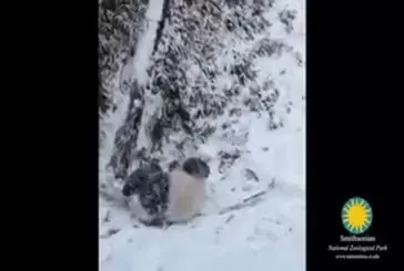 Panda fait des roulés-boulés dans la neige