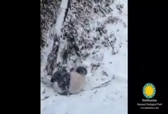 Panda fait des roulés-boulés dans la neige
