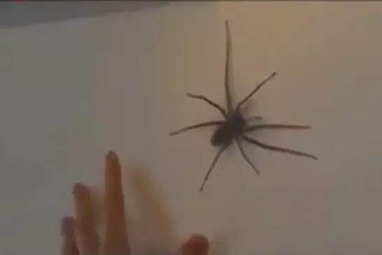 Video Humour Fail Insolite Délire 250