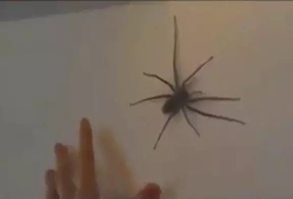 Video Humour Fail Insolite Délire 250