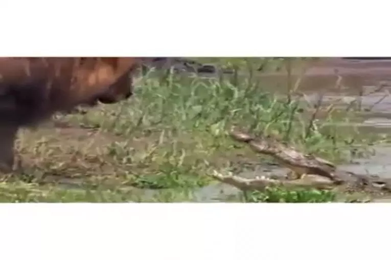 Video Humour Fail Insolite Délire 287