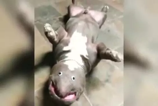Video Humour Fail Insolite Délire 288