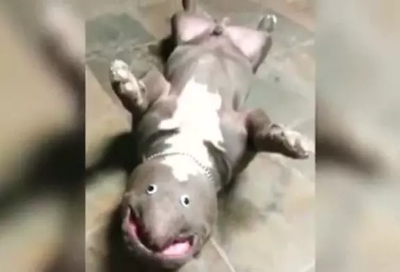 Video Humour Fail Insolite Délire 288