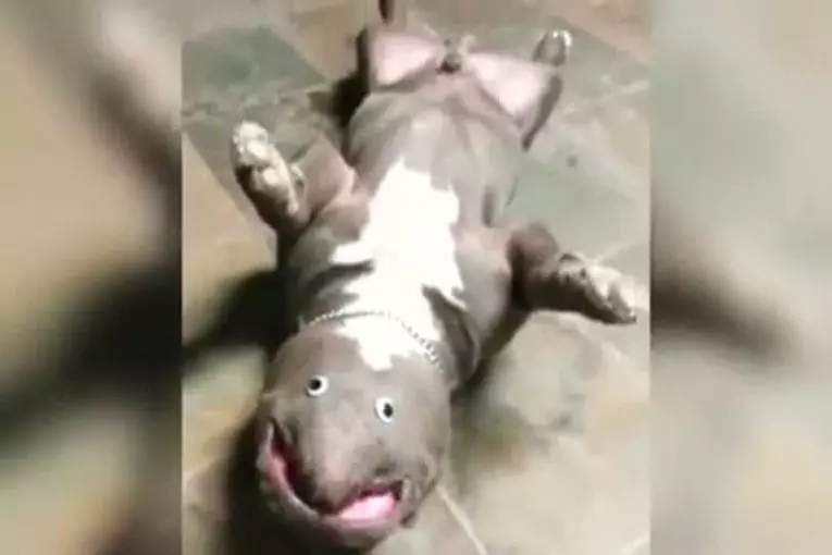 Video Humour Fail Insolite Délire 288