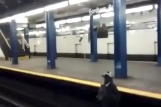 Video Humour Fail Insolite Délire 332