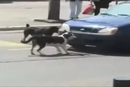 Video Humour Fail Insolite Délire 378