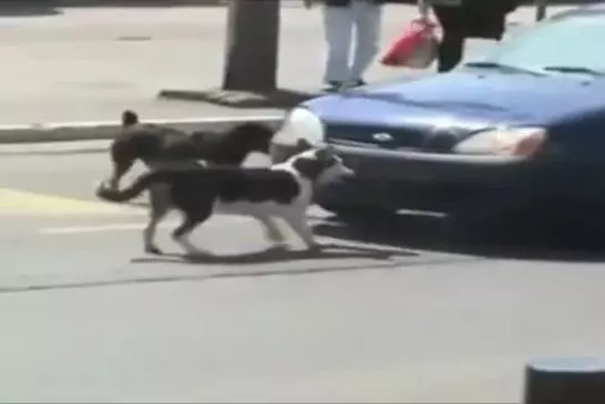 Video Humour Fail Insolite Délire 378