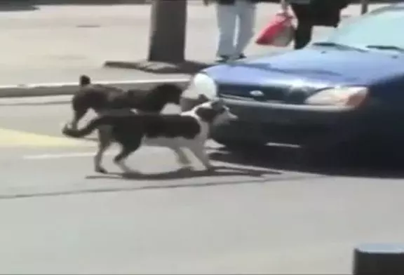 Video Humour Fail Insolite Délire 378