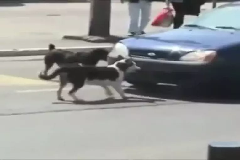 Video Humour Fail Insolite Délire 378