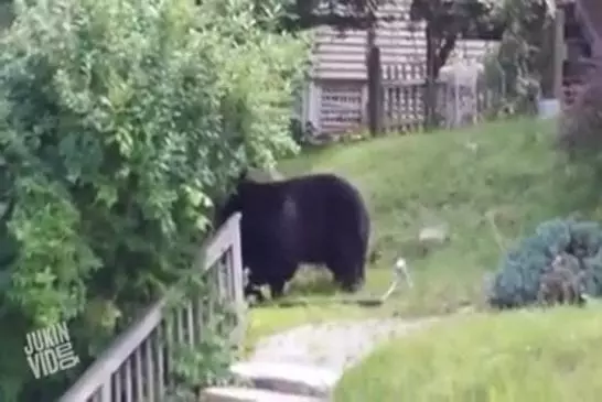 Video Humour Fail Insolite Délire 386