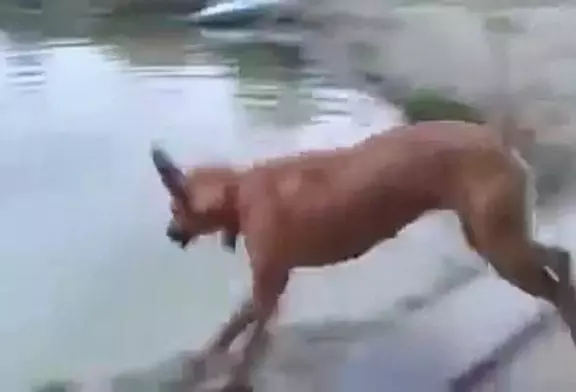 Video Humour Fail Insolite Délire 394