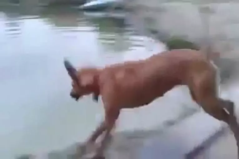 Video Humour Fail Insolite Délire 394