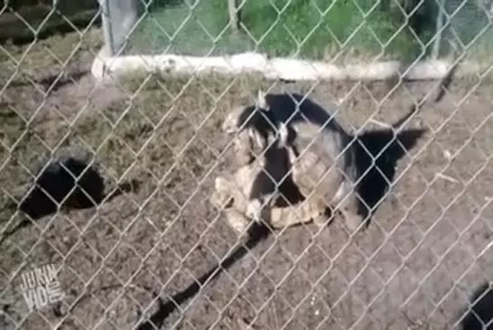 Video Humour Fail Insolite Délire 421