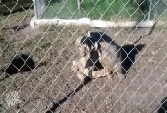 Video Humour Fail Insolite Délire 421