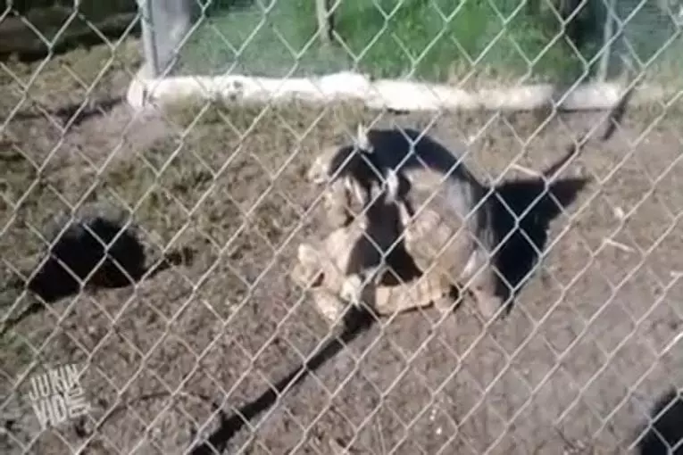 Video Humour Fail Insolite Délire 421