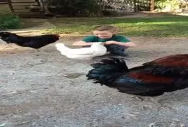 Faire un gros calin à une poule