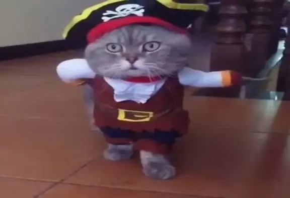 Le chat pirate