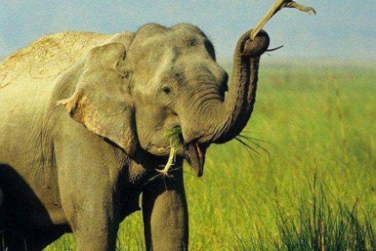 Un éléphant attrape un lézard avec sa trompe