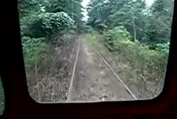 Un train peut surgir de nulle part , même en pleine fôret !