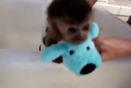 Une vidéo attachante ou un petit bébé singe prends un bain !
